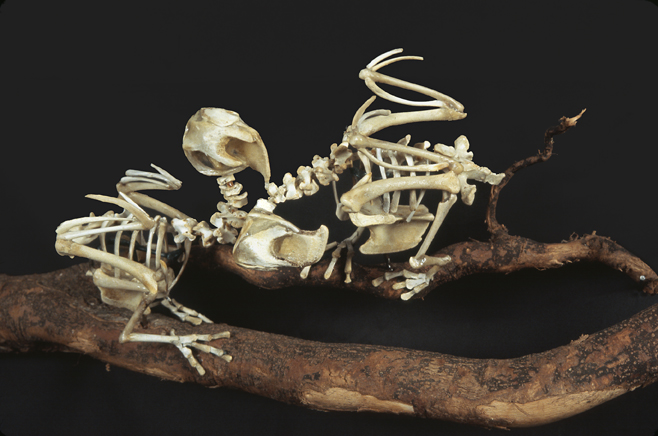 Carolina Parakeets skeleton sculpture by Christy Rupp