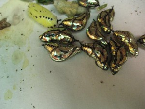 Cocoons from a butterfly farm