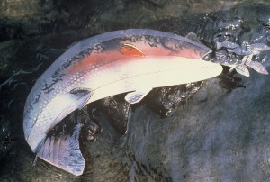 Adult trout forced to eat its own young