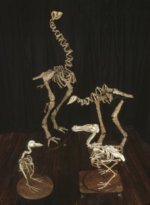Group of extinct birds