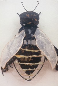 Honey Bee with Pollen Sacs