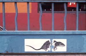 Rat poster (torn)