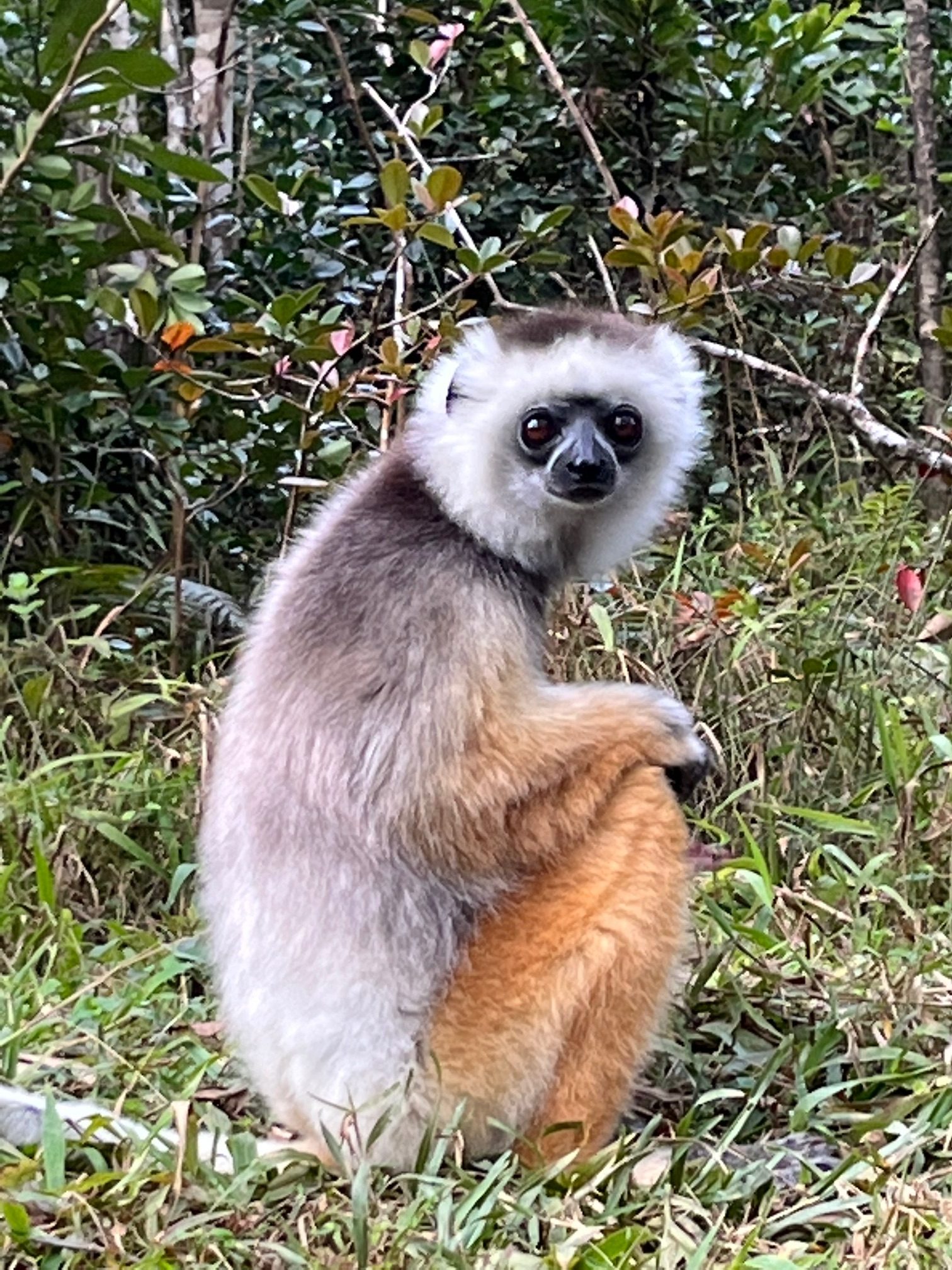 Photo of lemur sitting on back legs and looking at the camera